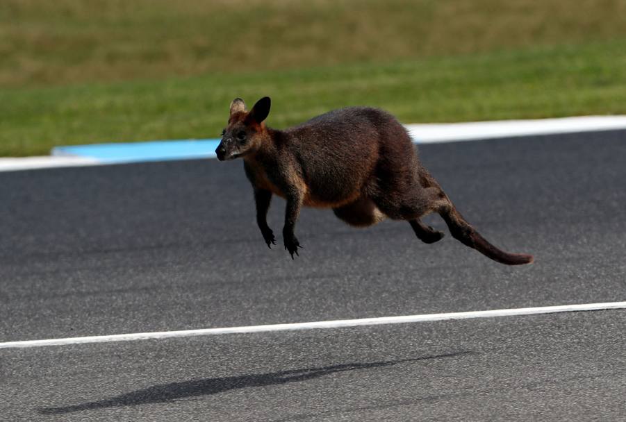 Anche un canguro diventa “invasore” di pista, attraversando il circuito. Afp